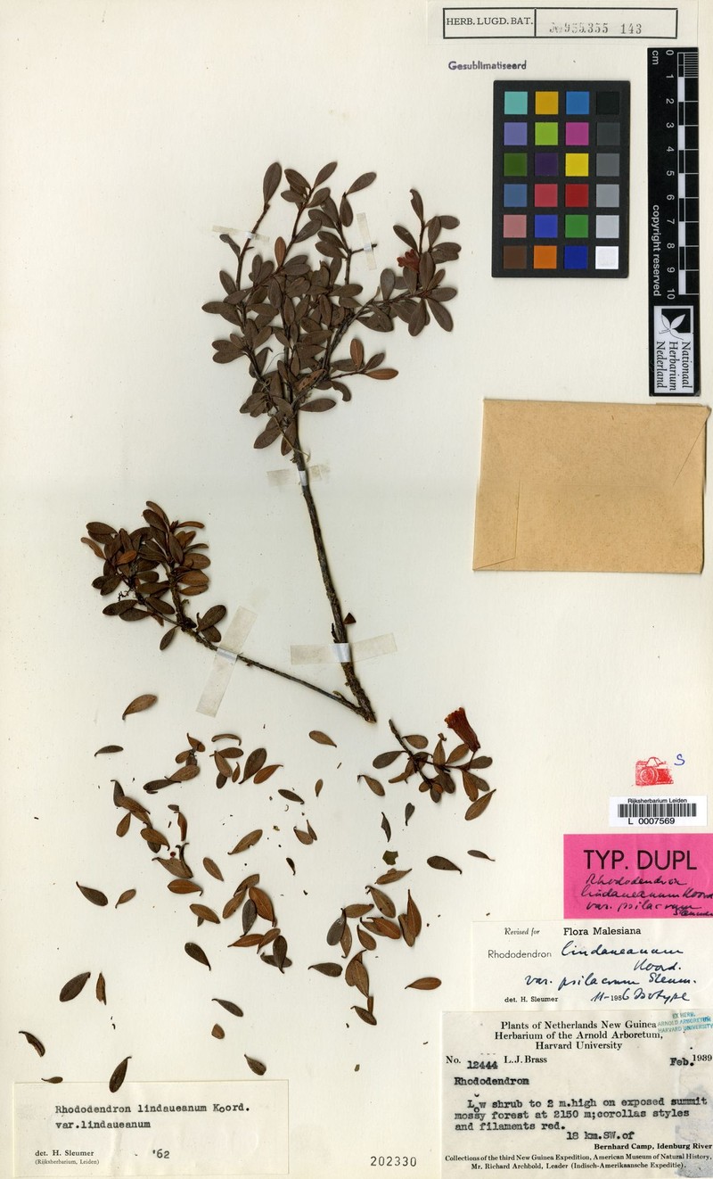 Rhododendron lindaueanum var. lindaueanum photo 5