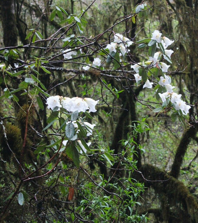 Rhododendron lindleyi