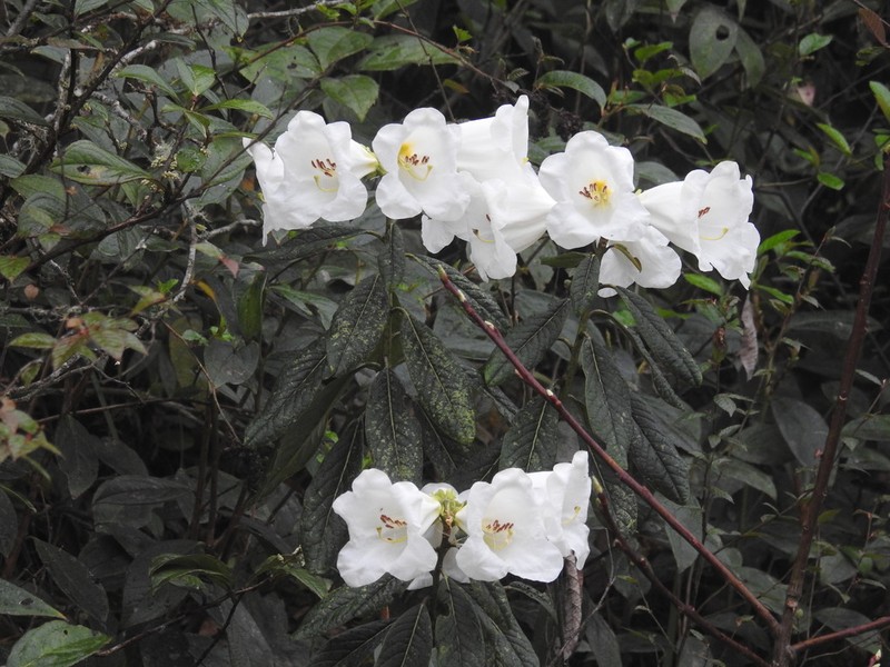 Rhododendron lindleyi photo 2