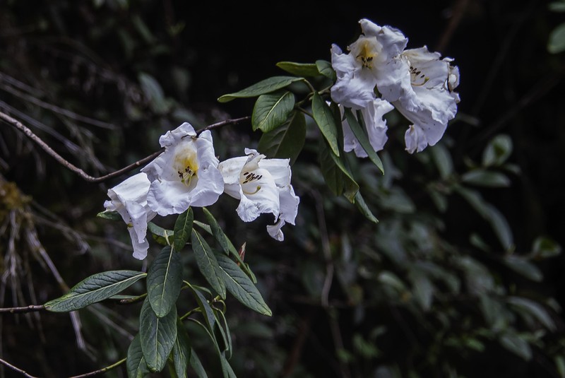 Rhododendron lindleyi photo 3