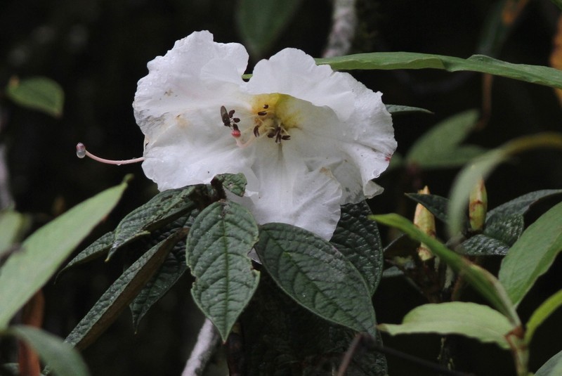 Rhododendron lindleyi photo 4