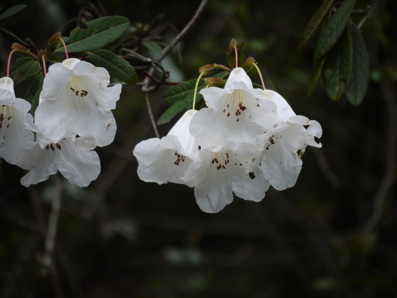 Rhododendron lindleyi photo 5