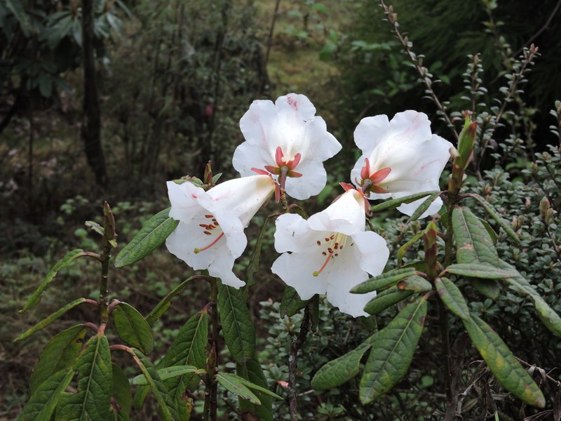 Rhododendron lindleyi photo 6