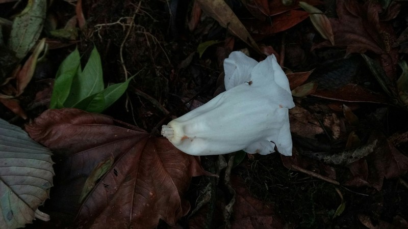 Rhododendron lindleyi photo 7