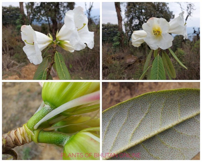 Rhododendron lindleyi photo 8
