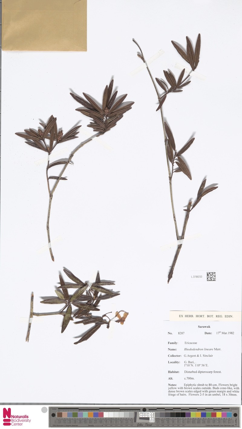 Rhododendron lineare