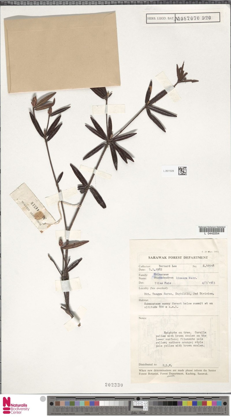 Rhododendron lineare photo 2