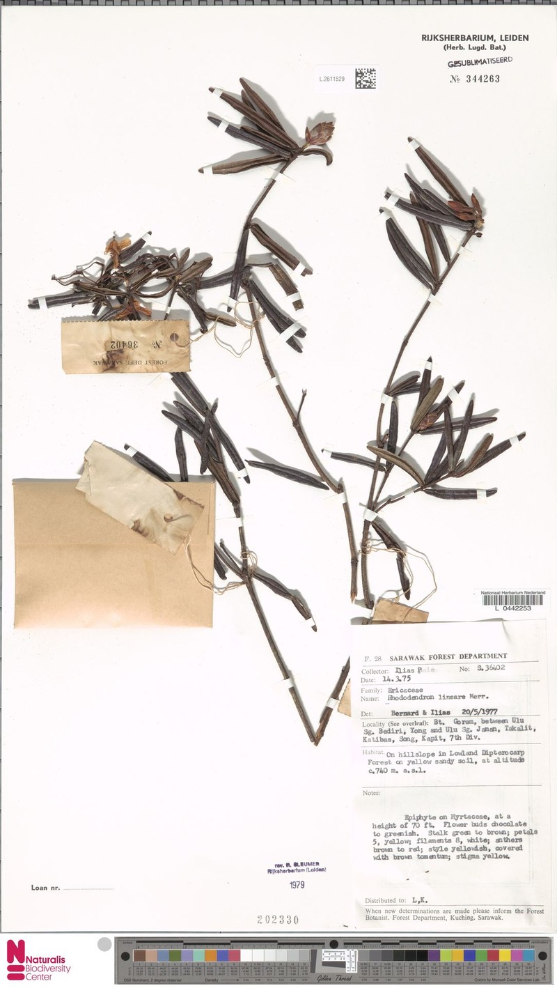 Rhododendron lineare photo 3