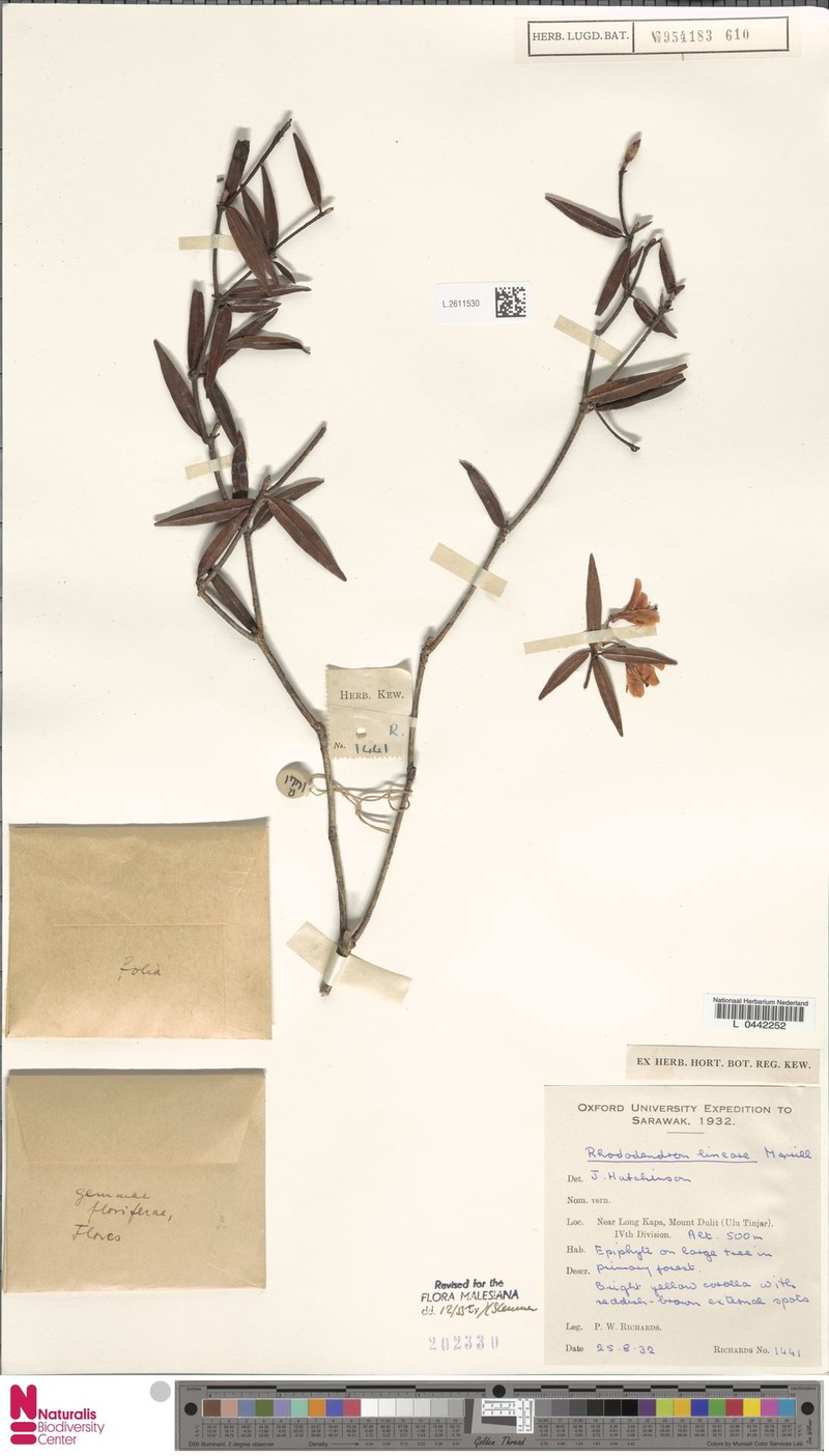 Rhododendron lineare photo 4