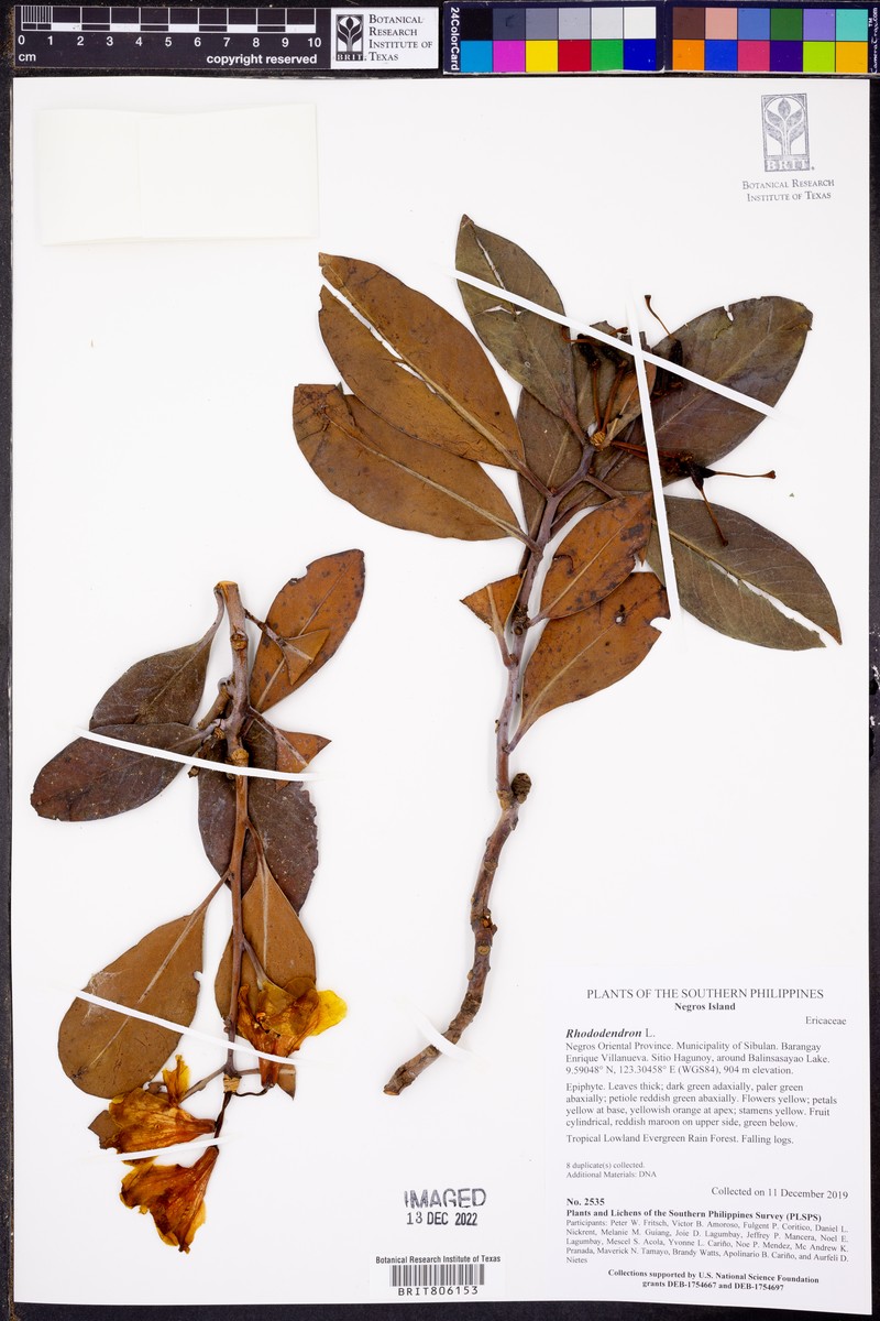 Rhododendron loboense