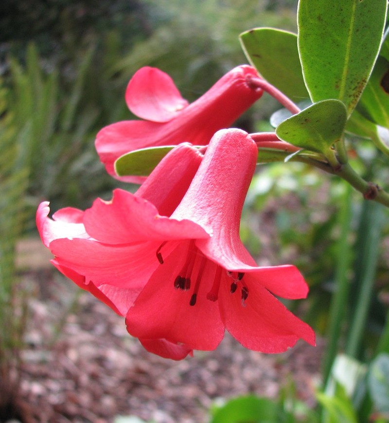 Rhododendron lochiae