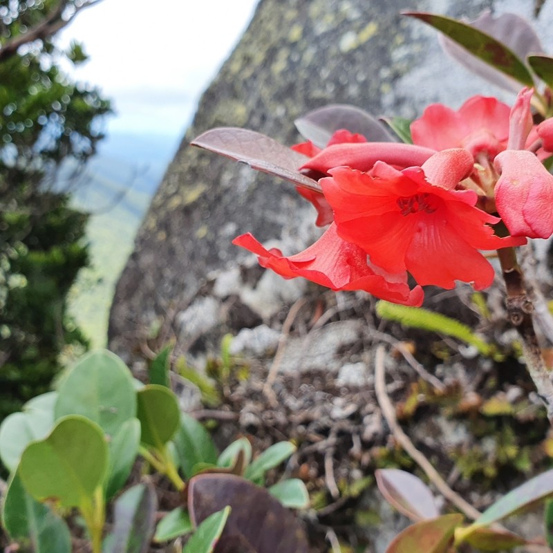 Rhododendron lochiae photo 2