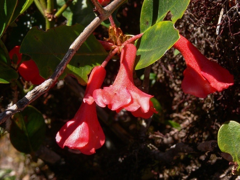 Rhododendron lochiae photo 4
