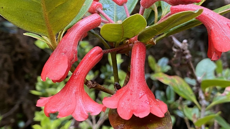 Rhododendron lochiae photo 5
