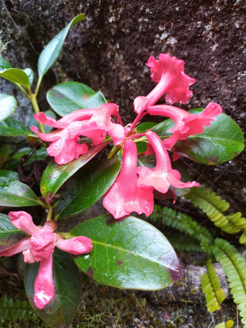 Rhododendron lochiae photo 6