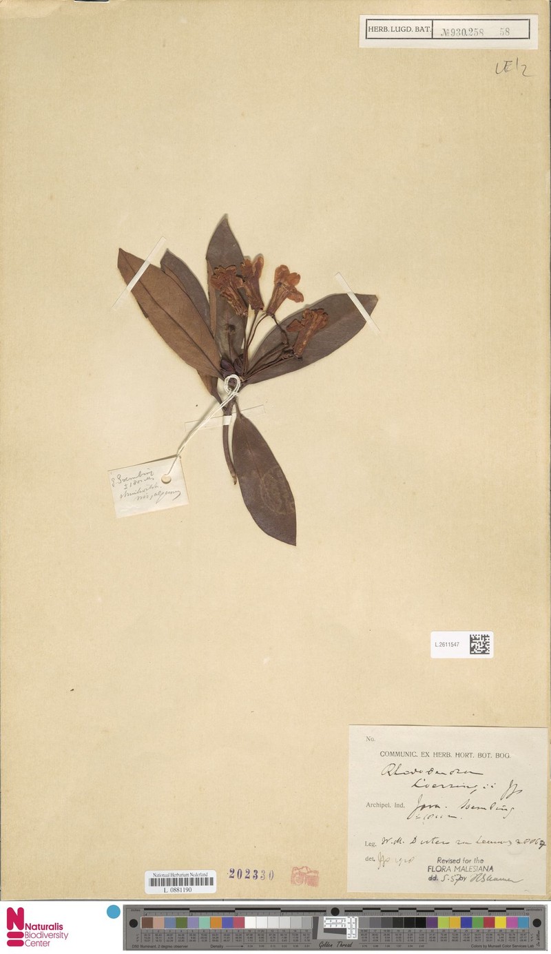 Rhododendron loerzingii