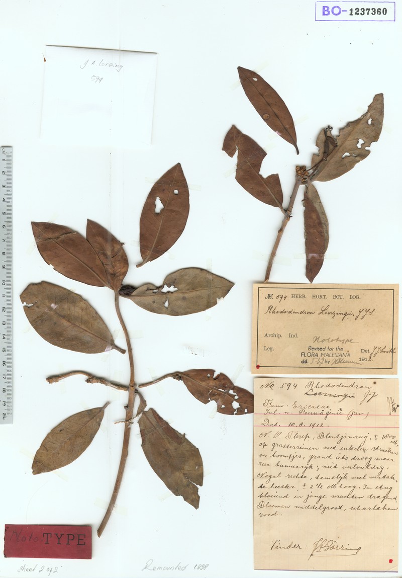 Rhododendron loerzingii photo 3