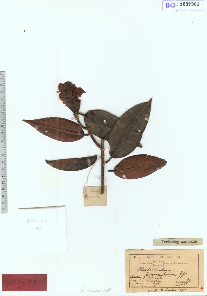 Rhododendron lompohense