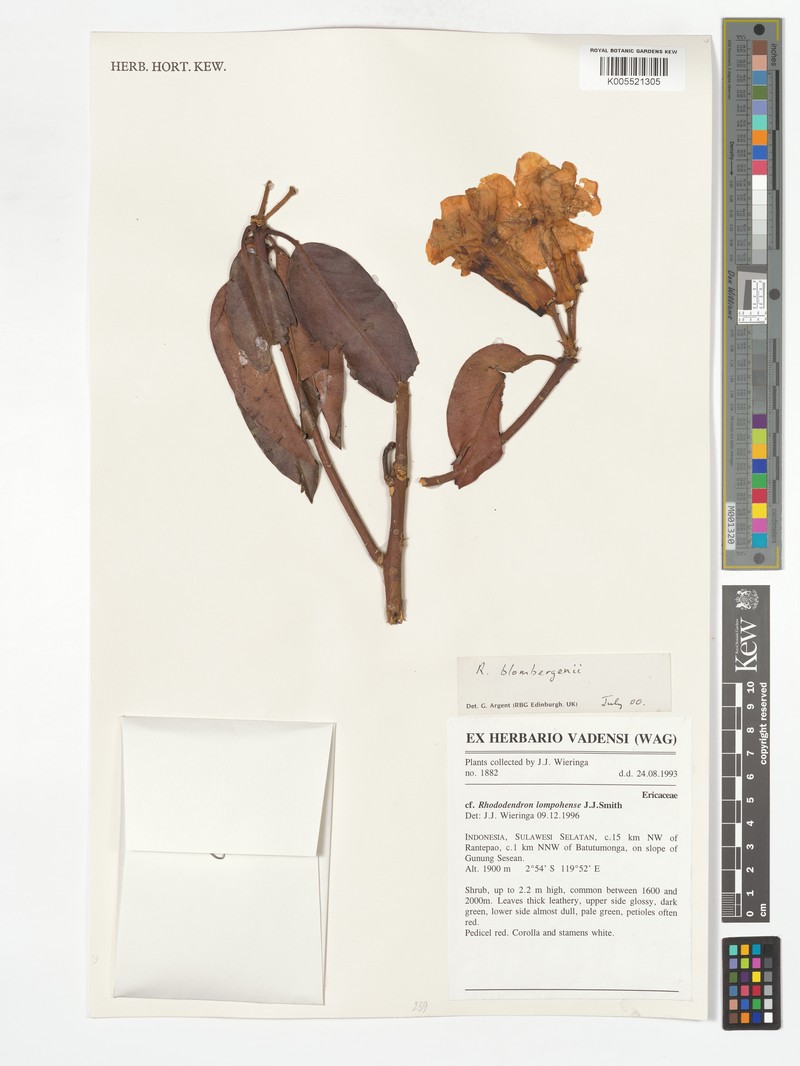 Rhododendron lompohense photo 2