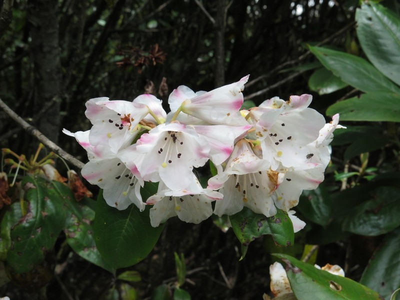 Rhododendron longesquamatum photo 2