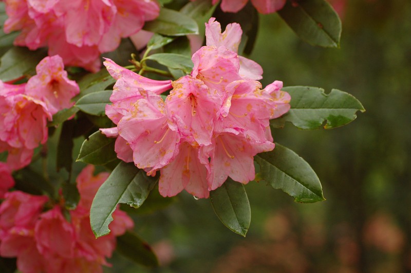 Rhododendron longesquamatum