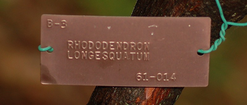 Rhododendron longesquamatum photo 3