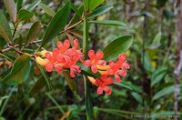 Rhododendron longiflorum