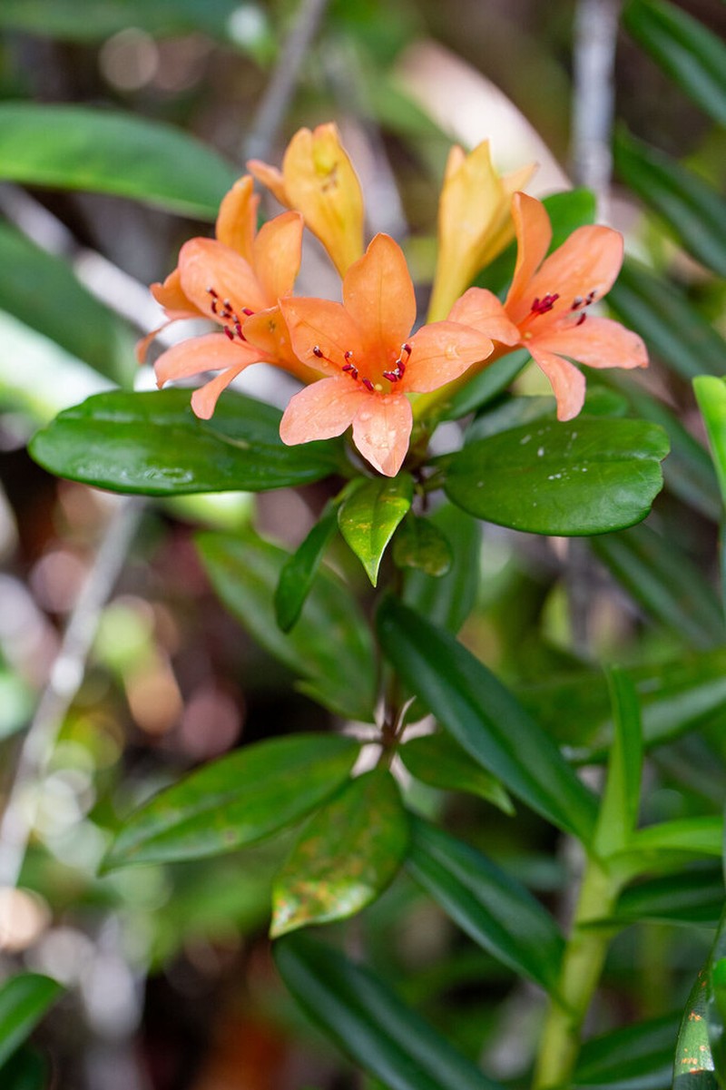 Rhododendron longiflorum photo 2
