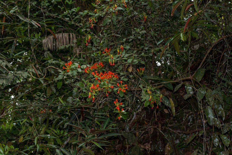Rhododendron longiflorum photo 3