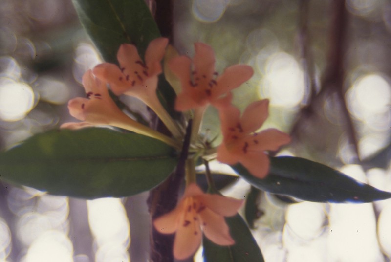 Rhododendron longiflorum photo 4