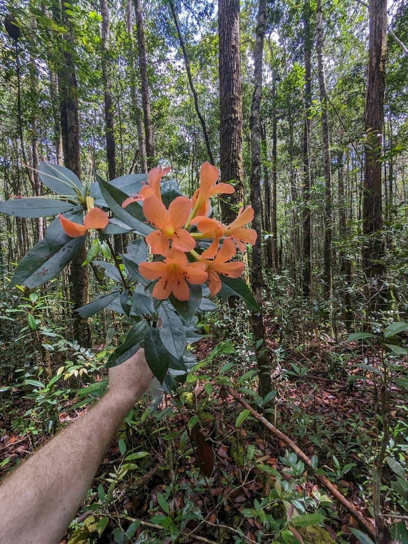 Rhododendron longiflorum photo 6