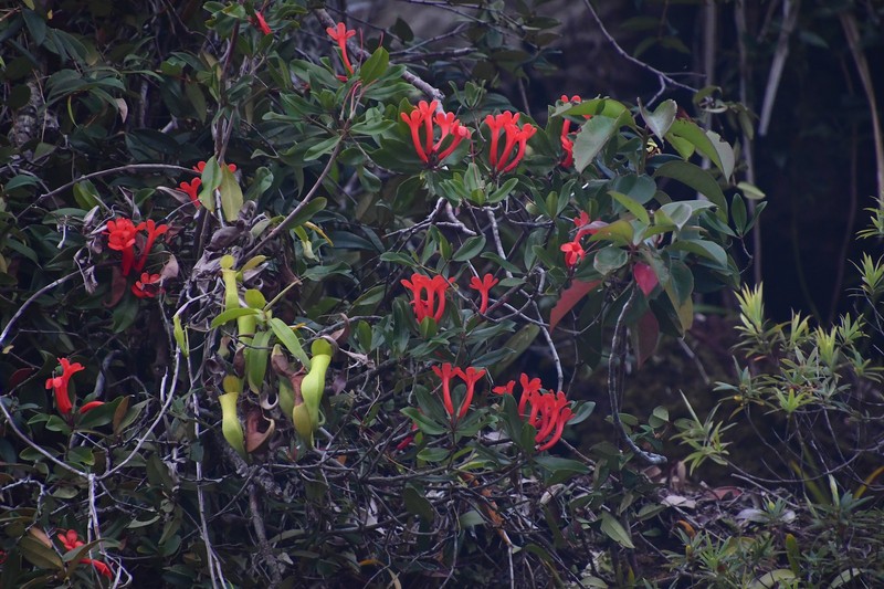Rhododendron longiflorum photo 7