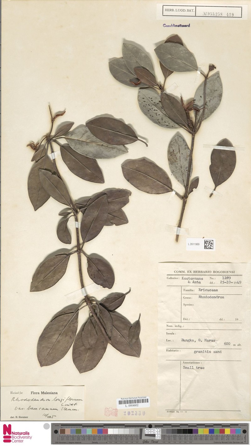 Rhododendron longiflorum var. bancanum