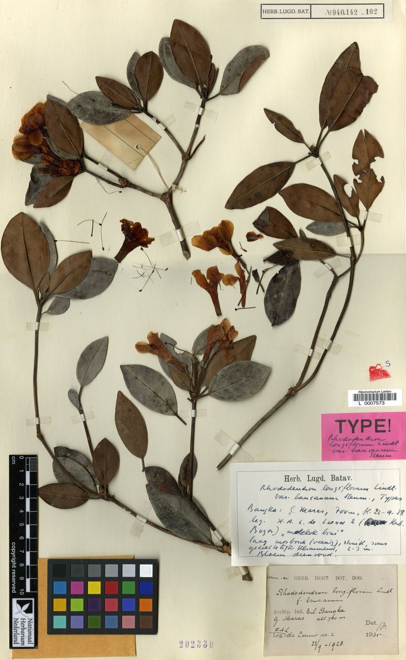 Rhododendron longiflorum var. bancanum photo 2