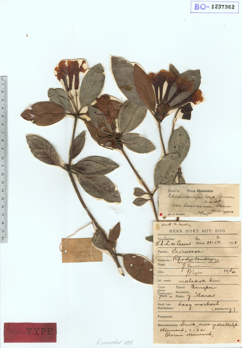 Rhododendron longiflorum var. bancanum photo 3