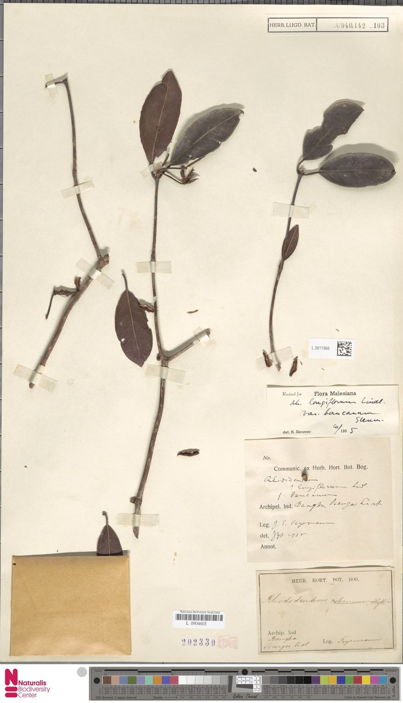 Rhododendron longiflorum var. bancanum photo 4