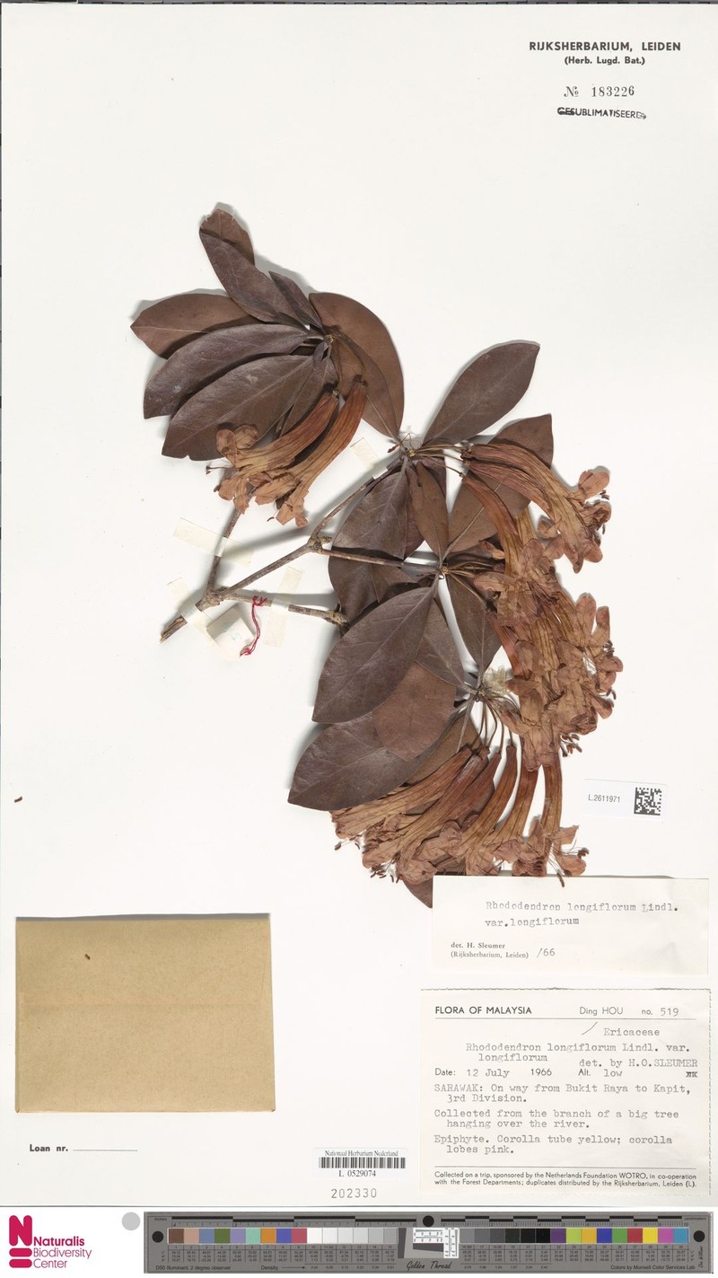 Rhododendron longiflorum var. longiflorum