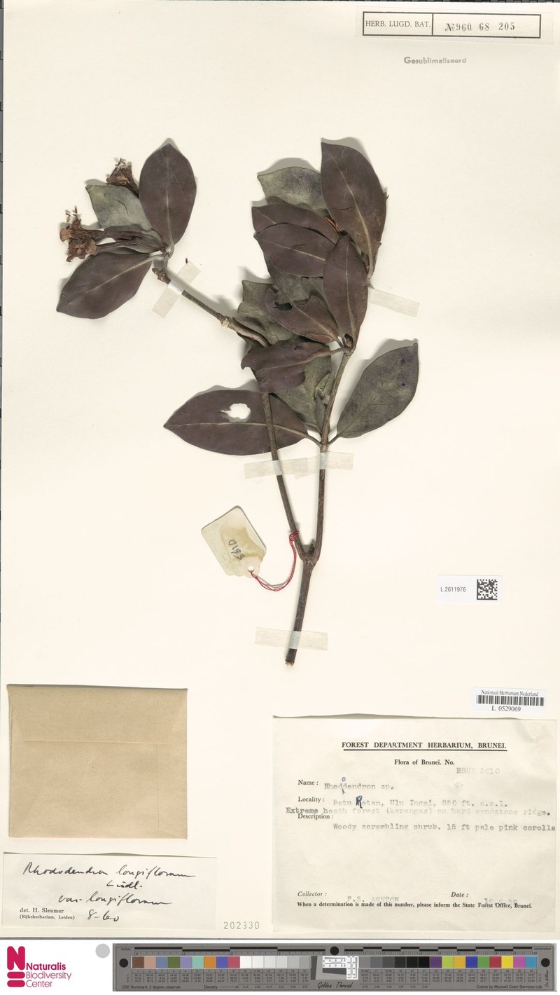 Rhododendron longiflorum var. longiflorum photo 2
