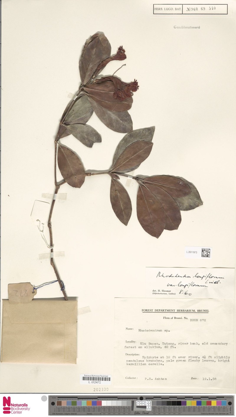 Rhododendron longiflorum var. longiflorum photo 3
