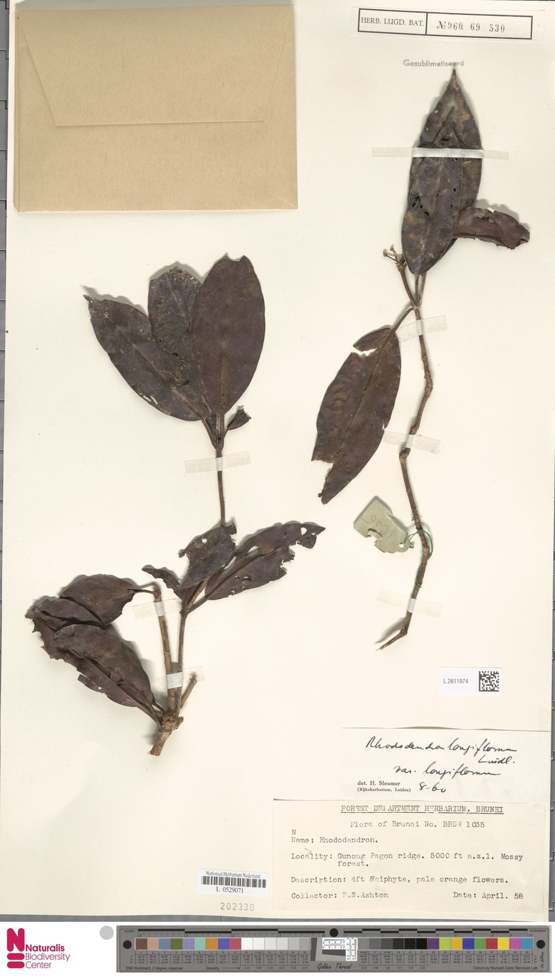 Rhododendron longiflorum var. longiflorum photo 4