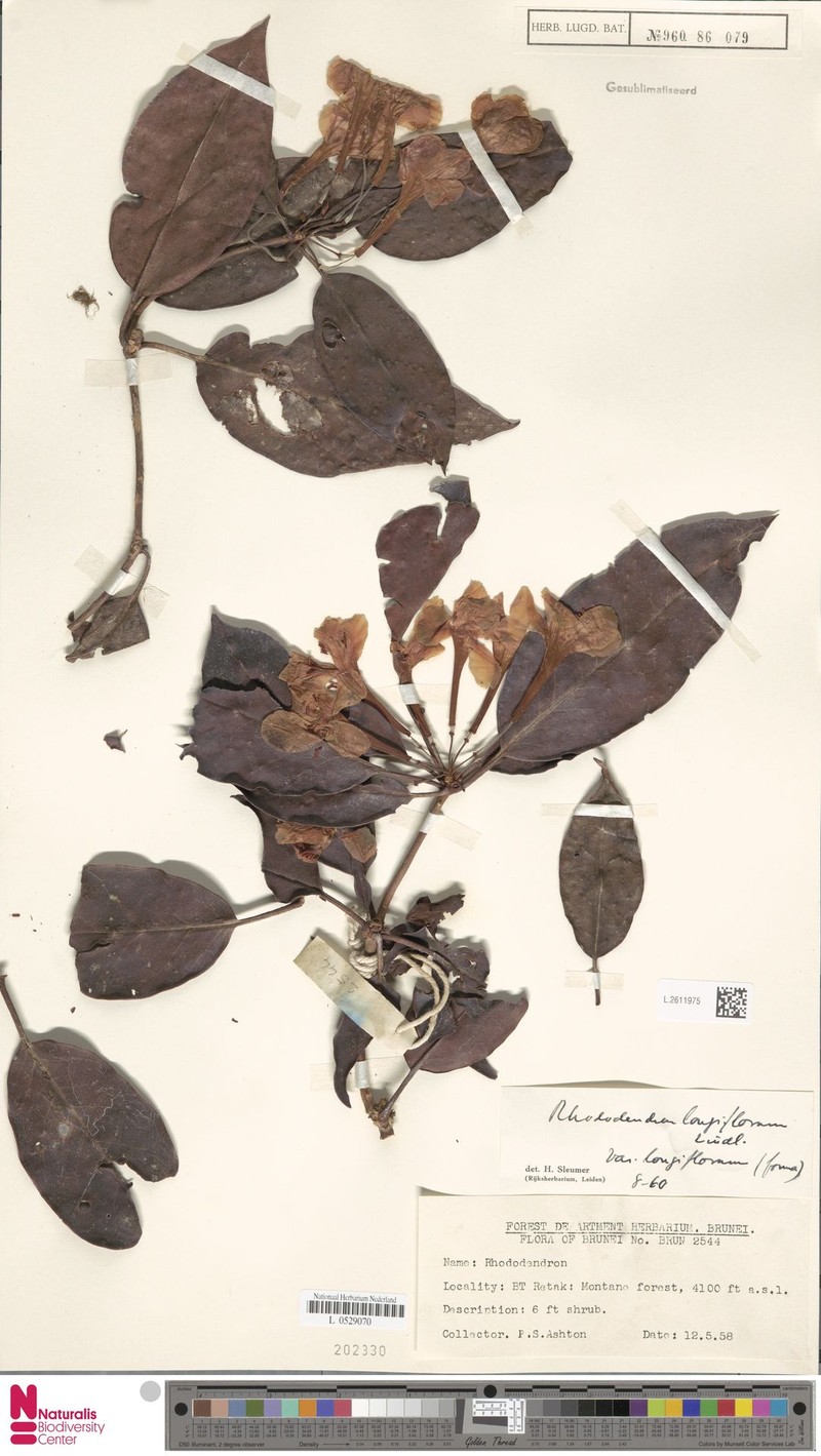 Rhododendron longiflorum var. longiflorum photo 5