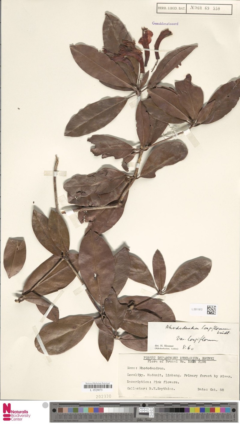 Rhododendron longiflorum var. longiflorum photo 6