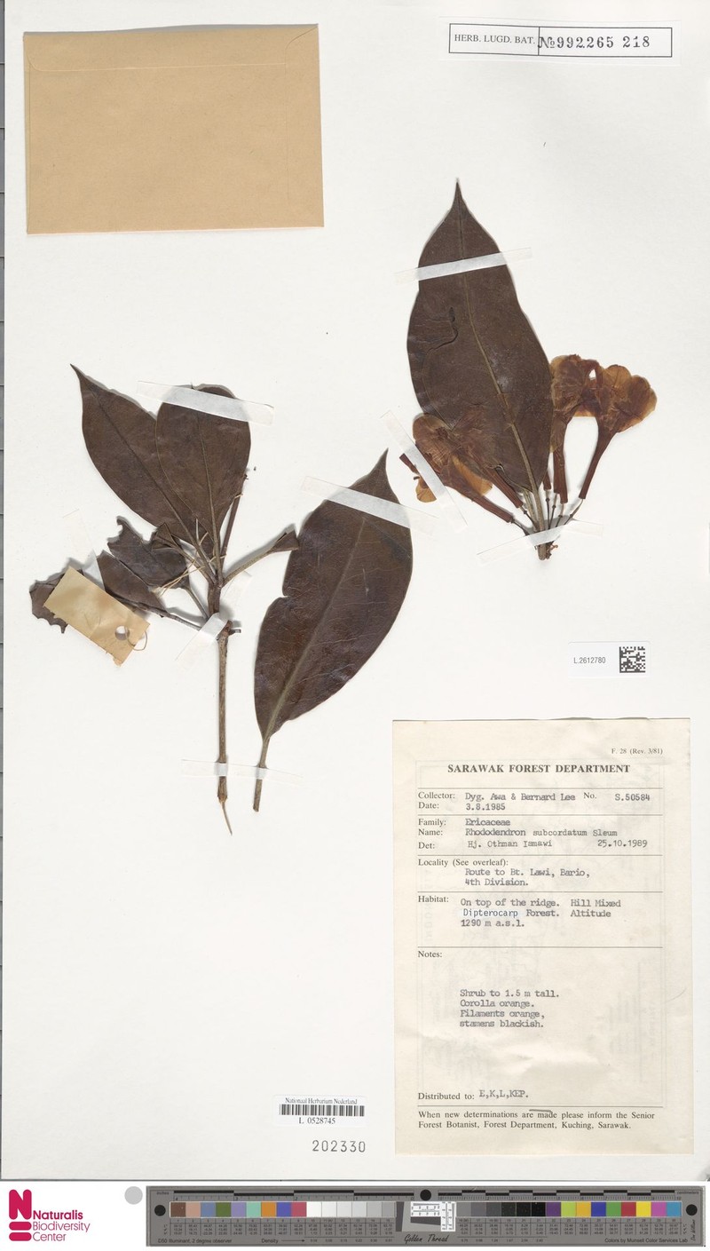 Rhododendron longiflorum var. subcordatum