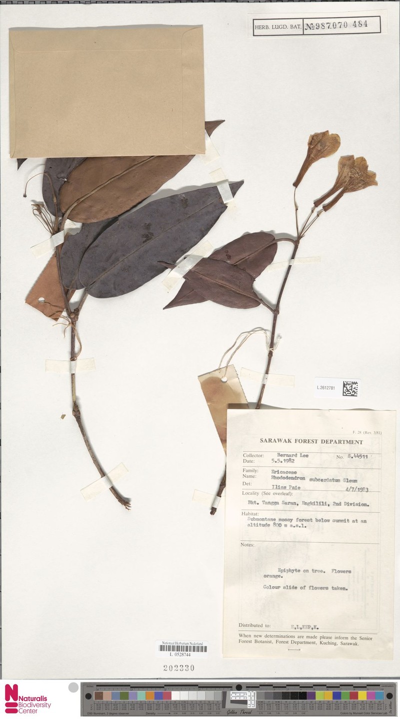 Rhododendron longiflorum var. subcordatum photo 2