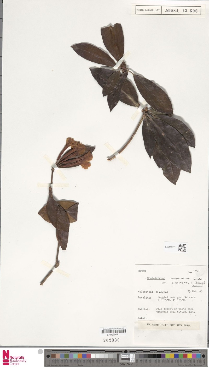 Rhododendron longiflorum var. subcordatum photo 3