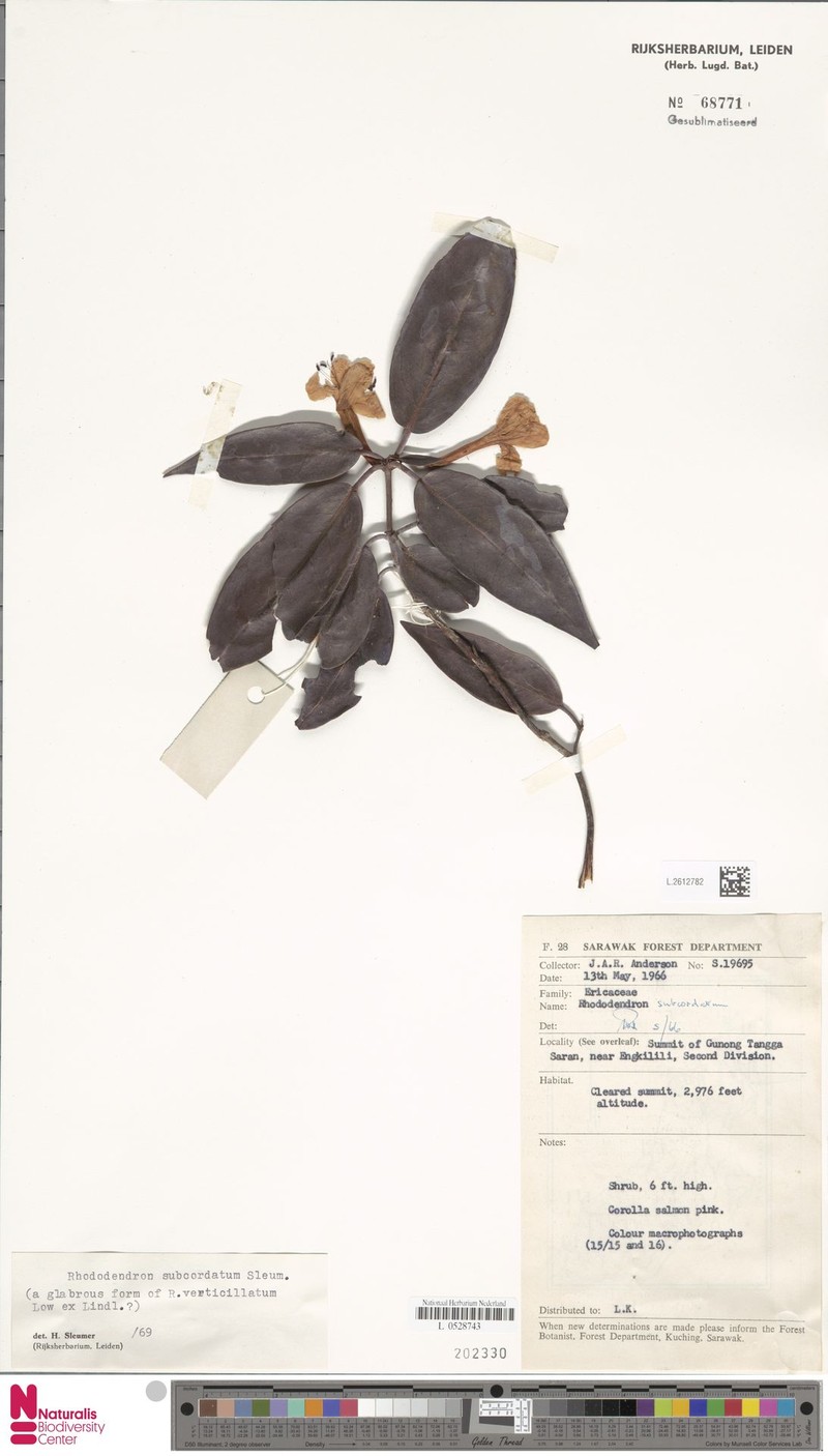Rhododendron longiflorum var. subcordatum photo 4