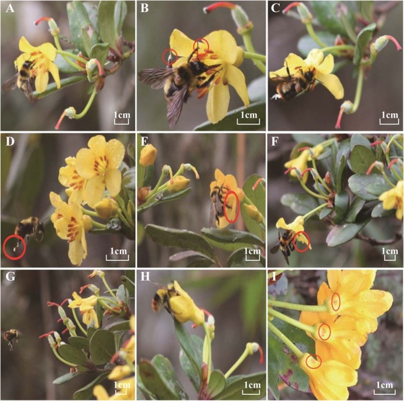 Rhododendron longipedicellatum