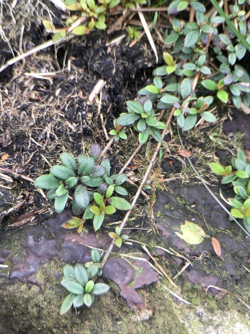Rhododendron longiperulatum photo 2
