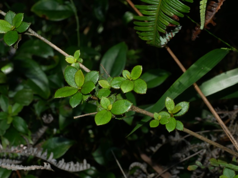Rhododendron longiperulatum photo 4