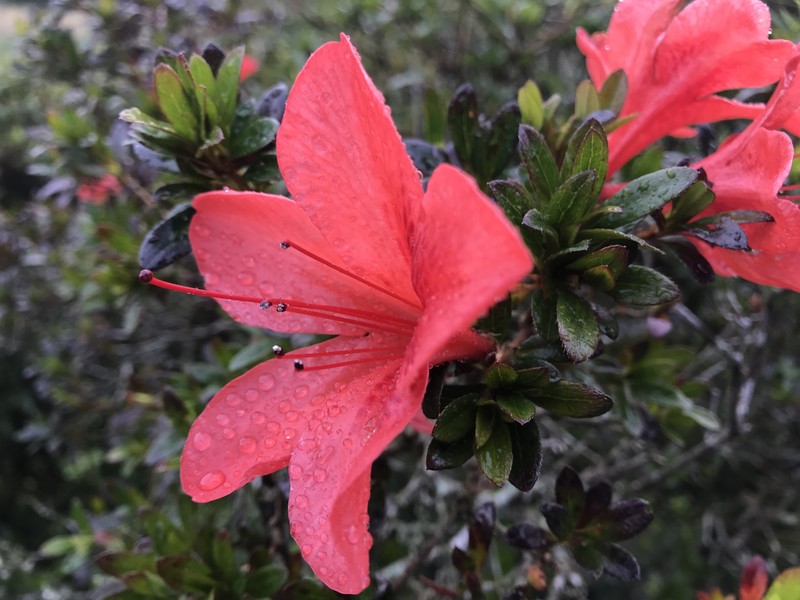 Rhododendron longiperulatum photo 6